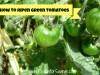 How to Ripen Green Tomatoes