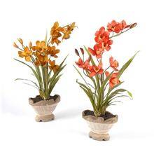 orchids orchids