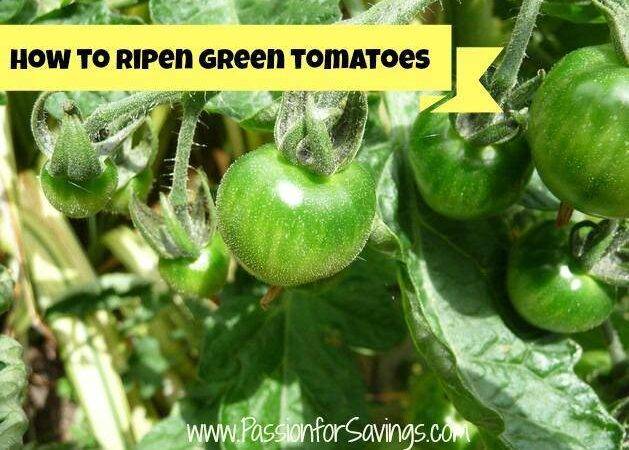 How to Ripen Green Tomatoes