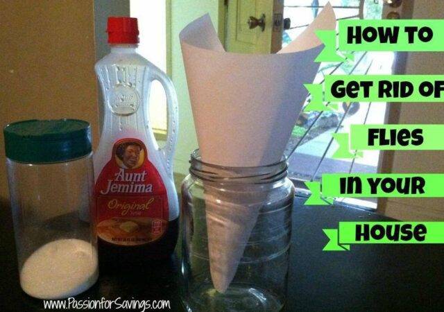 Get Rid of Flies in Your House