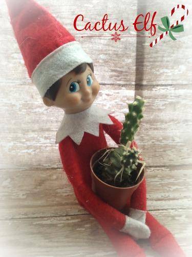 Cactus Elf