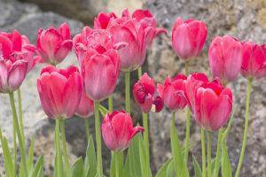 red-tulip-flowers-1113tm-pic-511