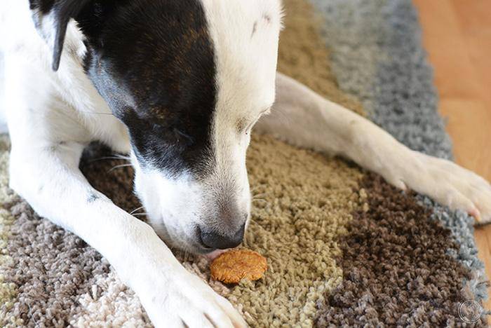 Sweet potatoes and apples are some of my favorite foods so it makes sense my dog loves them, too! When the kids and I make these dog treats, I roll them into balls and they "squish" them and place them onto the baking sheet. This causes for lots of laughs and giggles and funny sounds of squishing the dough. We always have fun making these. If you don't want to roll your treats into balls and squish them, you can always flatten them into a pan (use your fingers) and cut them with a pizza cutter or sharp knife before baking them. And depending on the thickness of your dough, you may have to put them in for a shorter or longer baking time. Check after 20 minutes to make sure they aren't burning. I'm certain your pooch will love these homemade dog treats as much as I do!