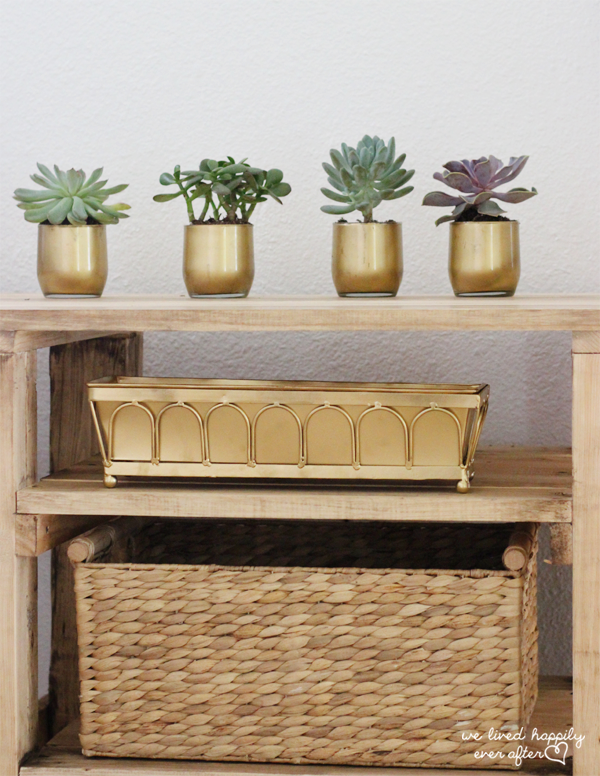 gold succulent plants 