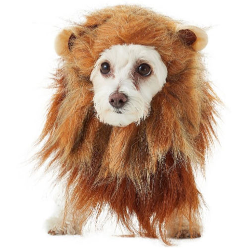 Pet Halloween Costumes on Sale at Chewy! Costumes for as low as 5.22!