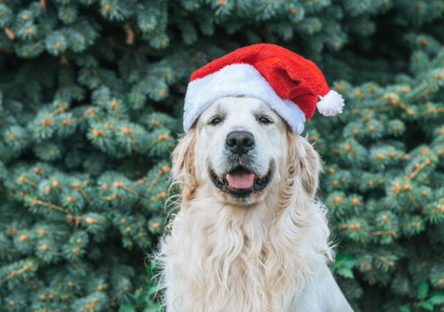 Pet Smart Free Pet Photos with Santa
