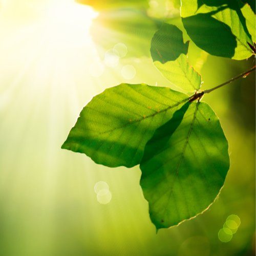 Alternatives to Toilet Paper