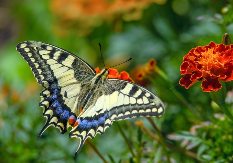 Free Seed Packs