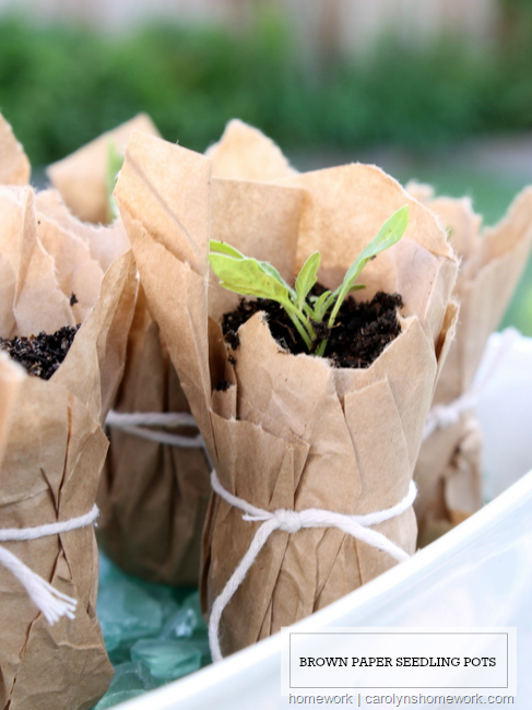seedling starter