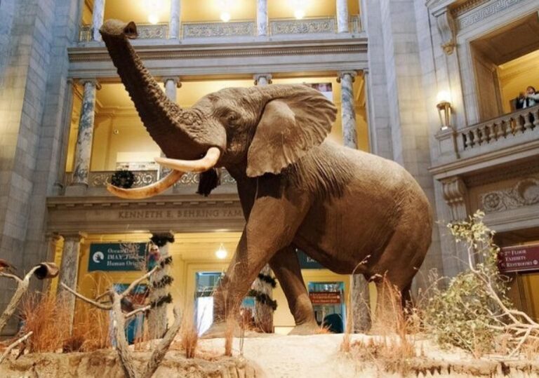 SMITHSONIAN NATIONAL MUSEUM OF NATURAL HISTORY FREE ADMISSION visual data 6