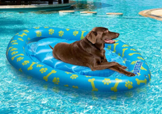 Inflatable Pet Pool Toys
