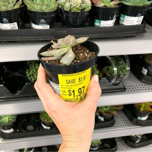 Walmart Live Plants