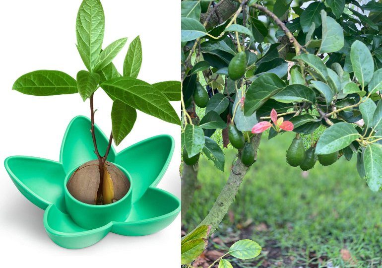 Avocado Seed Growing Kit on Sale - Growing Kit and Tree
