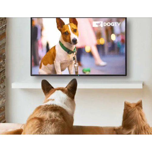 DogTV Free Trial