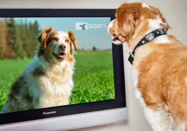 DogTV Free Trial