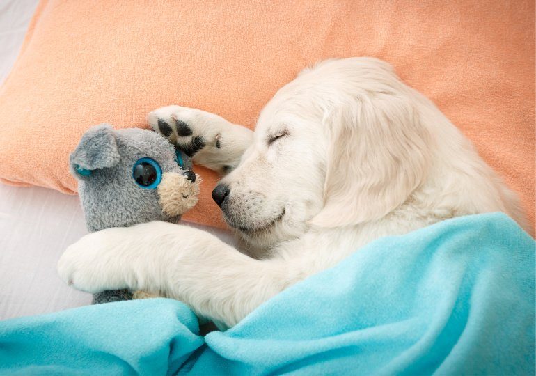 Pet Accessories on Sale - Labrador retriever puppy sleeping with toy