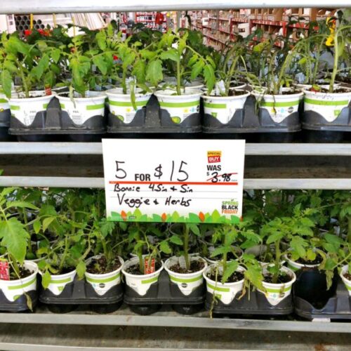 HomeDepot.com Daily Deals - Veggie Plants on sale