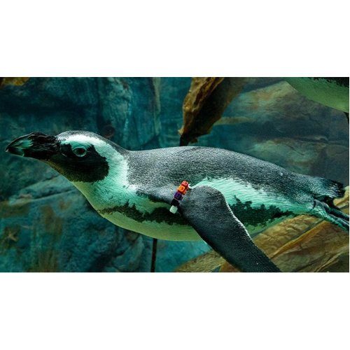 FREE Admission for Kids at San Diego Zoo