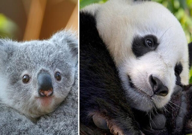 FREE Admission for Kids at San Diego Zoo