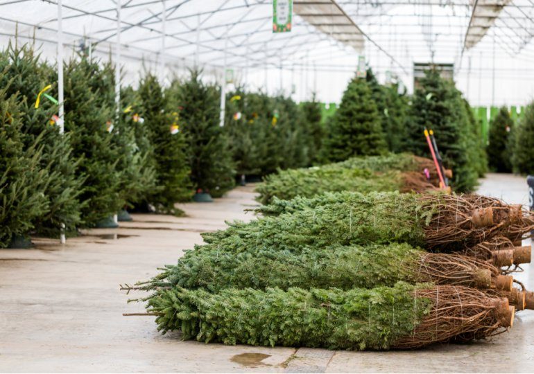 Free Christmas Tree Delivery at Lowe's