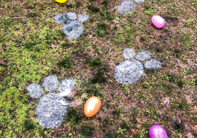 Easter bunny track on grass with eggs around it