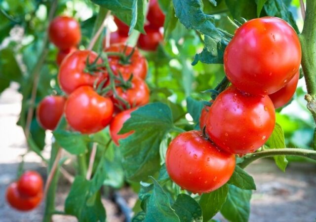 Free Vegetable Seeds