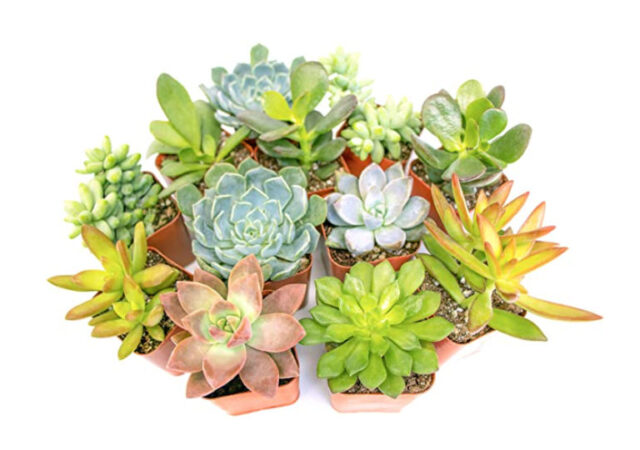 Succulents On Sale