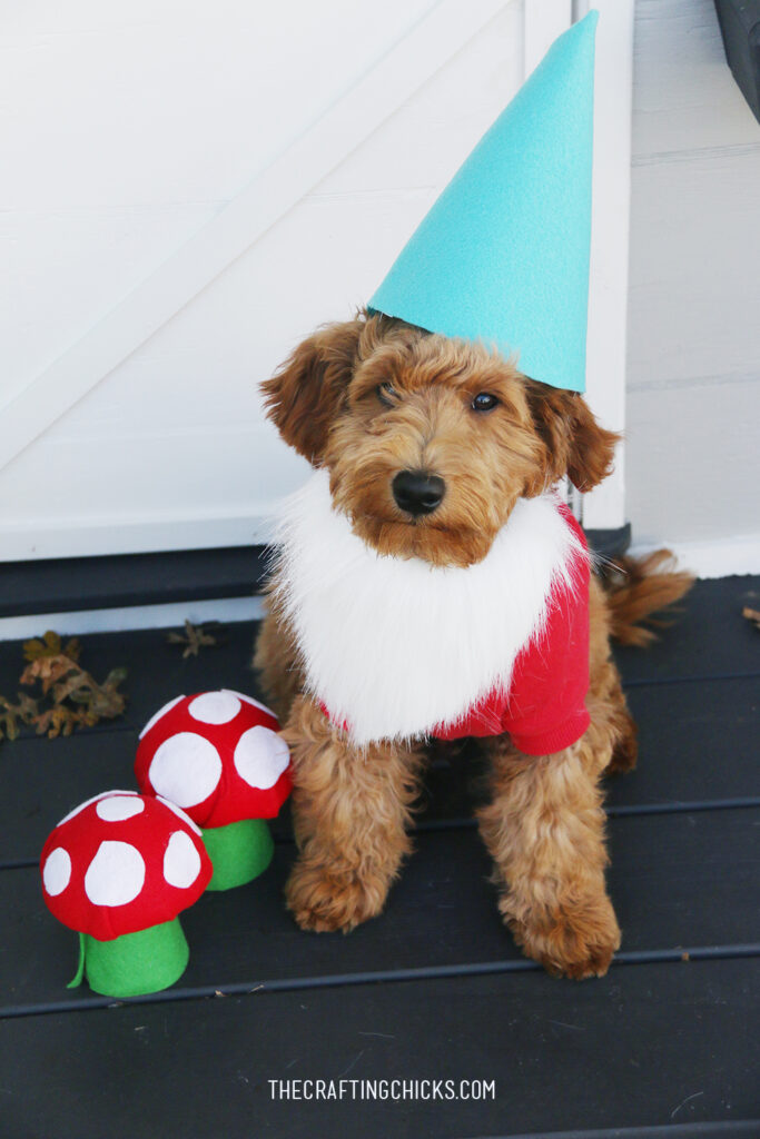 dog dressed as a gnome