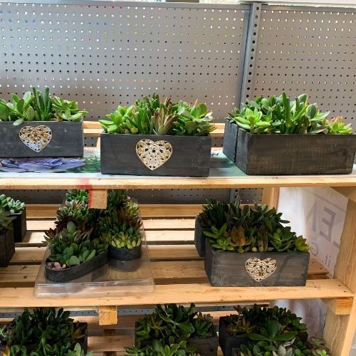Walmart Live Plants