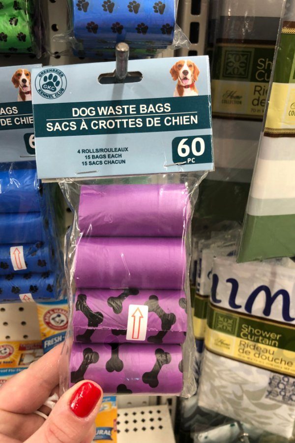 dog gear for camping