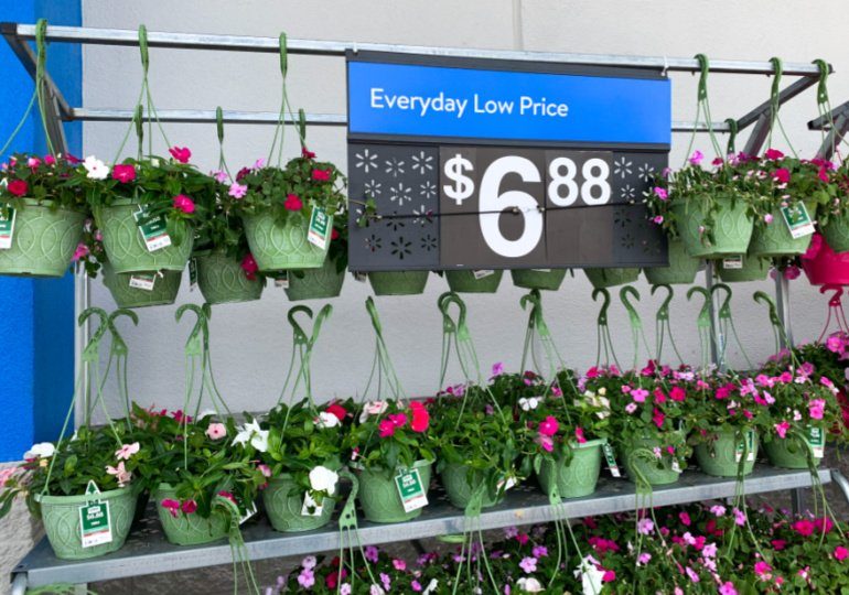 Walmart Live Plants