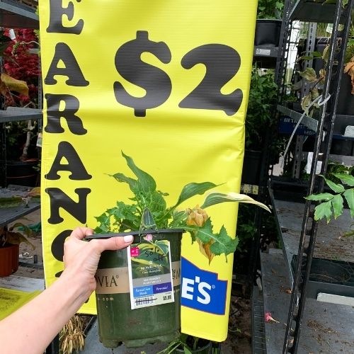 Lowes Plant Clearance! Check your stores today to see what they have!