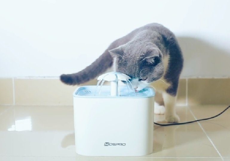 Pet Water Fountain on Sale