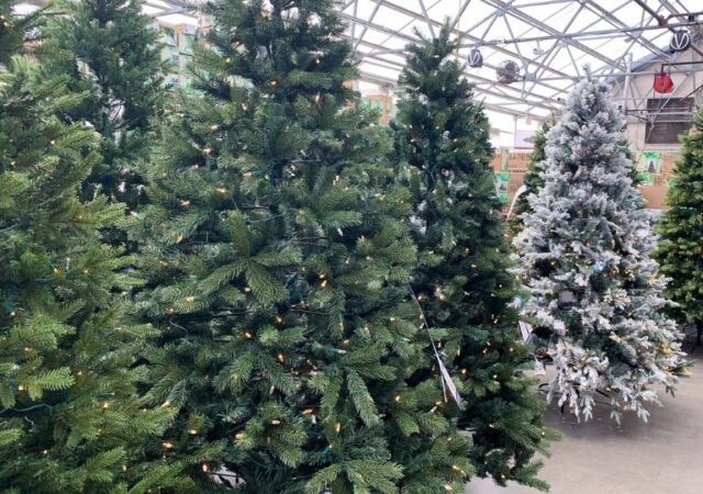 Christmas Trees on Sale