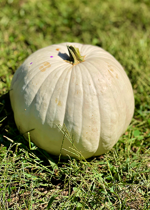 white pumpkin