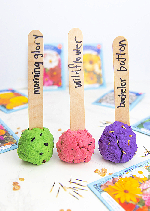 three seed bombs with morning glory wildf,ower and bachelor button flowers