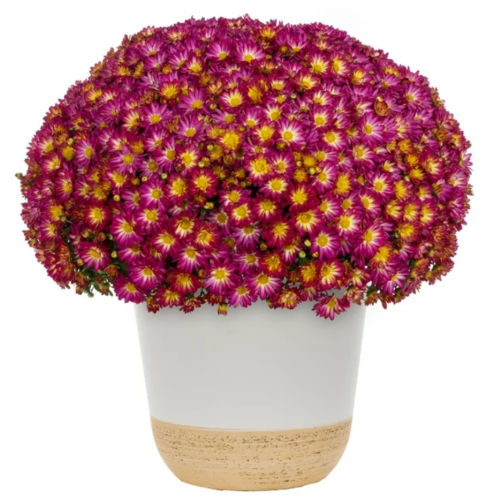 Fall Mums Deals