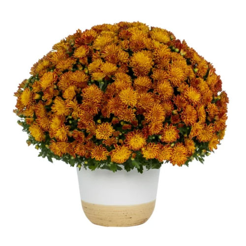 Fall Mums Deals