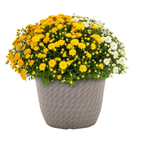 Fall Mums Deals