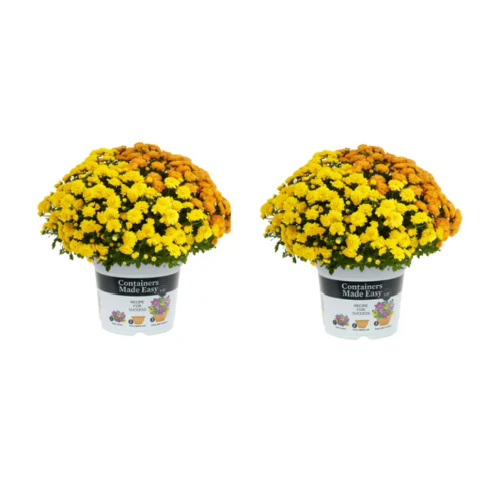 Fall Mums Deals