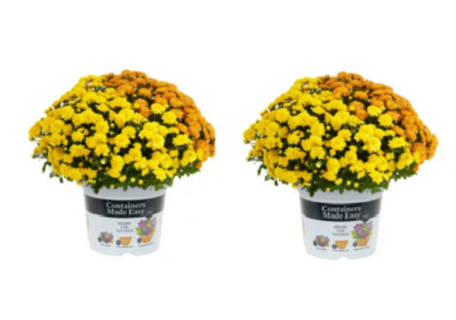 Fall Mums Deals (5)