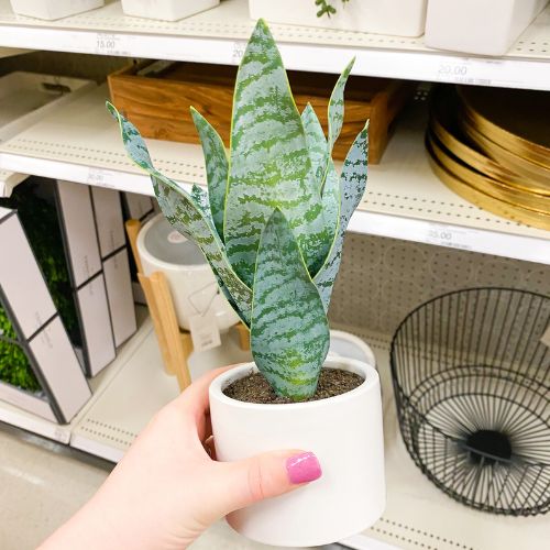 Target Artificial Plant
