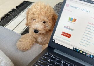Amazon Pet Day Sale