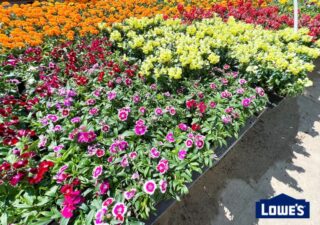 free-lowes-flowers-featured