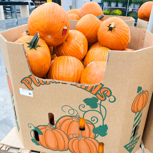 best deals on fresh pumpkins