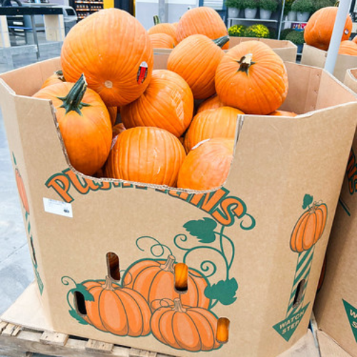 best deals on fresh pumpkins