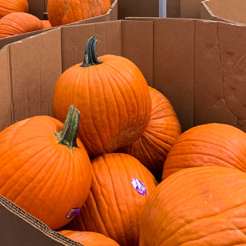 best deals on pumpkins