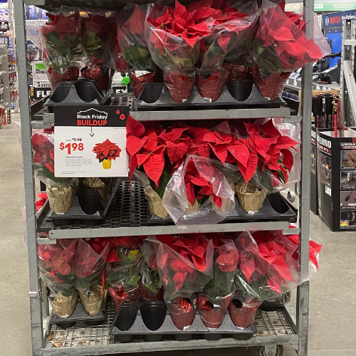 best pointsetta deals