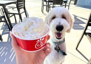 pet-freebies-2