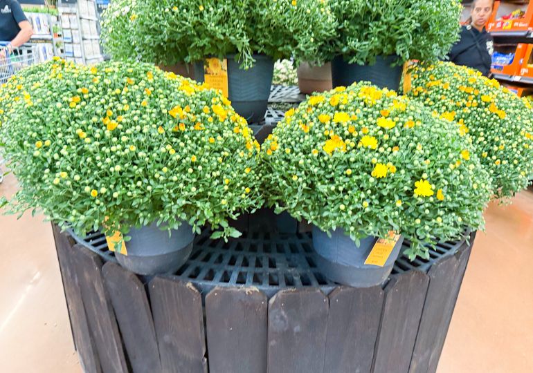 Lowes Mums on Sale